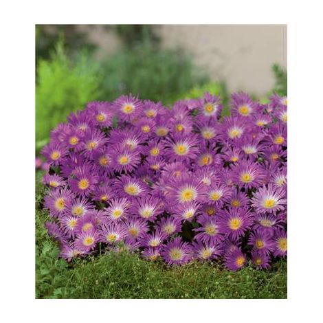 Lot de 3 godets de delosperma violet wonder – Plantes vivaces à floraison prolongée – Adaptées pour massifs et bordures – Fabre Graines