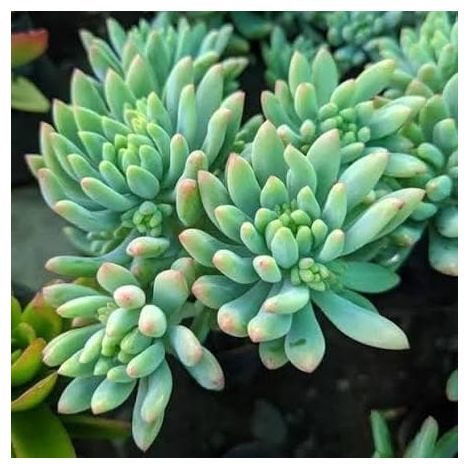 2 head cuttings - sedum pachyphyllum Succulent