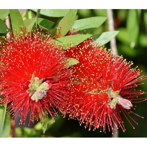 Gardenaria Callistemon Laevis - Arbusto ornamentale da giardino - Altezza: 100/120 cm (vaso20)
