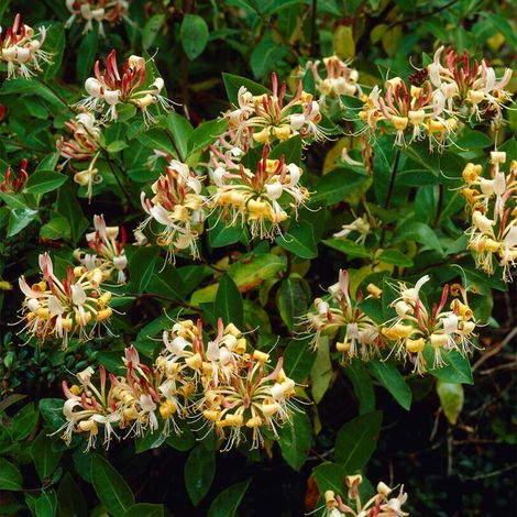 Bloomique - Lonicera henryi - Chèvrefeuille - Orange et rouge - Plantes grimpantes - Plantes de jardin - Persistantes - Rustiques - Hauteur 50-70 cm - Pot 15 cm (1/5)