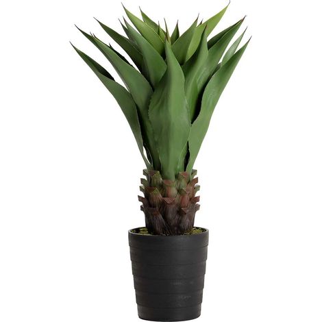 Agave Attenuata Pflanze 75X75X82 Cm