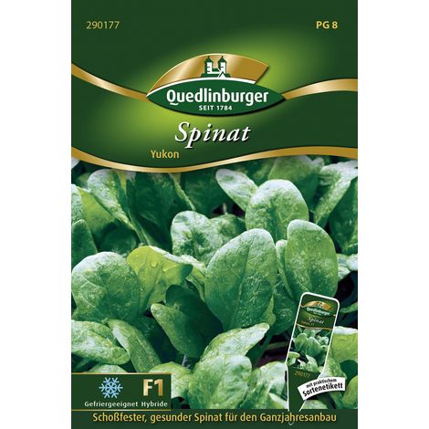 Quedlinburger Saatgut – Épinard Yukon F1 – Graines de légumes, hybride résistant à la montée à graines (1/2)