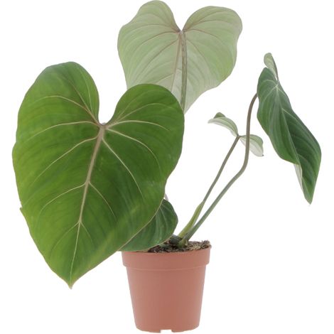 Philodendron Gloriosum - Piante Vere da Interni Purifica Aria - Pianta da Appartamento Tropicale - H 40-50 cm Vaso Ø 15 cm (1/4)