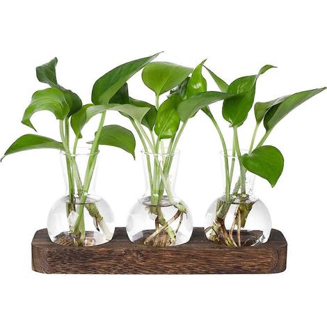 Filiyano – support en bois – Station de multiplication de plantes avec 3 vases en verre pour bulbes, support en bois, décoration hydroponique pour (1/5)