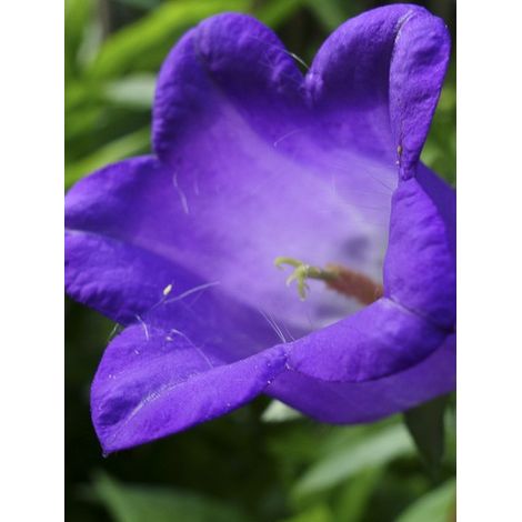 Campanule 'Bleue' Godet de 7/8 cm (1/3)