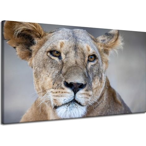 Leinwanddruck Tiere Löwin 120x70 cm