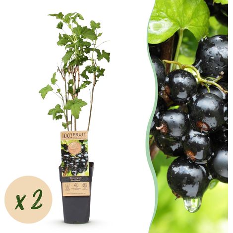 Lot de 2 Cassissiers Ribes nigrum Ben Nevis Arbuste Fruitier Rustique Pot 15cm Hauteur 50cm - PANGIVO (1/5)