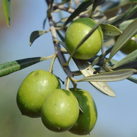 PIANTA DI ULIVO ROGGIANELLA in vaso 20/fitocella - età 2/3 anni (foto reali)