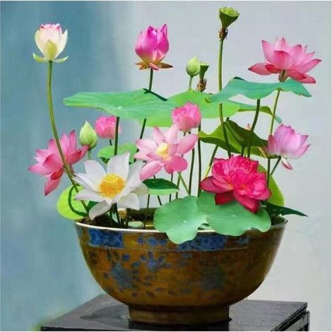 50 graines de lotus mélangées pour bassin, plantes de nénuphars, graines de lotus pour aménagements aquatiques, graines de jardin (1/5)