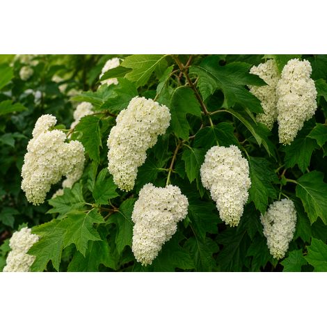 Gardenaria Ortensia - Hydrangea Quercifolia 'Harmony' - Pianta acidofila ornamentale da esterno - Altezza: 40/50 cm (vaso19) (1/2)