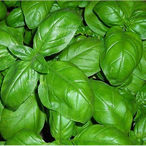 BASILIC TYPE GÉNOISE 270 SEMI feuille large PESTO LIGURE Basil plante herbe aromatique (1/5)