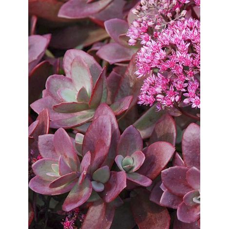 Orpin 'Sunsparkler Firecracker' Godet de 8/9 cm (1/2)