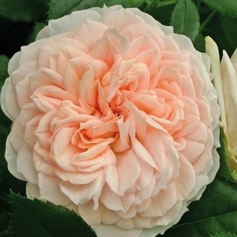 2 x Rosa  - Rosier Kordes - Rosa 'Garden Of Roses'®