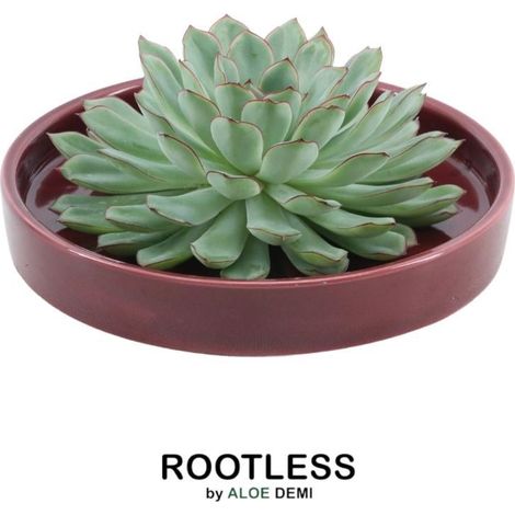 Plante Grasse Echeveria Pulidonis sans Racines en Coupe Céramique Rouge Ø20 cm - PANGIVO (1/5)