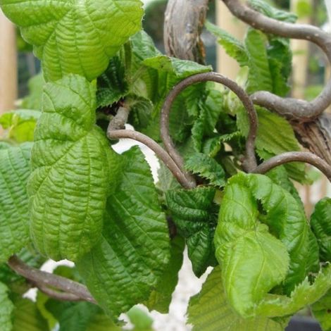 Noisetier tortueux - Corylus avellana 'Contorta' - 40-60 cm pot