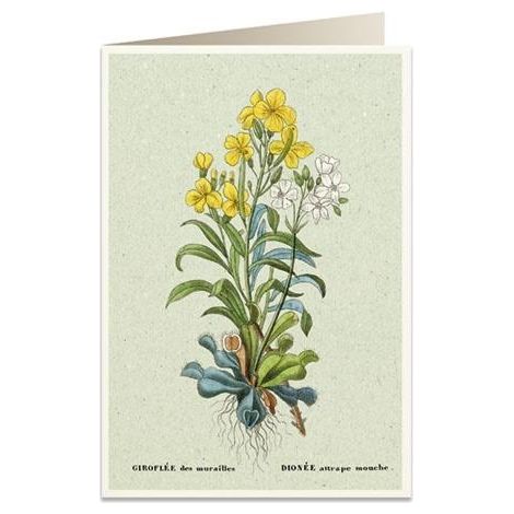 Cartolina B6 + busta 6059 Pigliamosche
