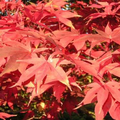 Érable du Japon - Acer palmatum 'Osakazuki' - 60- 80 cm pot