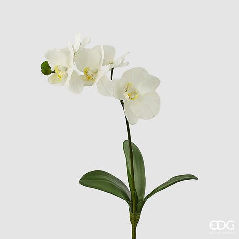 EDG Enzo De Gasperi Orchidea Phalaenopsis con Foglie H 37 Cm Bianco