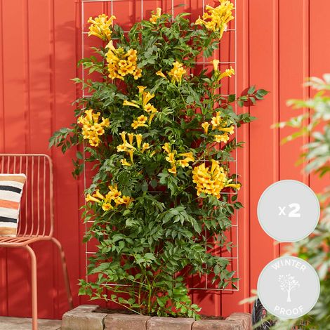 Bloomique - Lot de 2 - Campsis radicans 'Flava' - Bignone jaune - Plantes grimpantes - Plantes de jardin - Rustiques - 50-70 cm de haut - Pot 15 cm