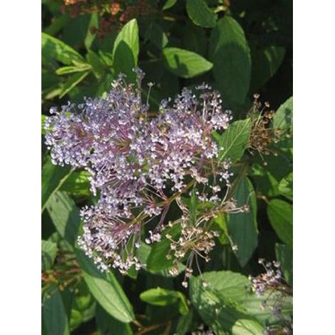 Céanothe caduc 'Marie Bleu'® Pot de 3L/4L (1/2)