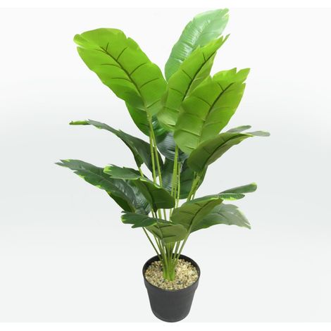 PIANTA BANANO GIAPPONESE IN VASO 75 CM (1/4)