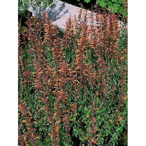 Agastache 'Firebird' Godet de 8/9 cm (1/3)