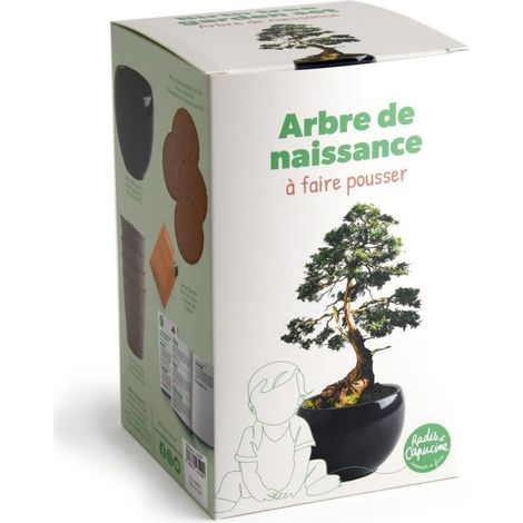 Kit arbre de naissance - Cèdre (1/4)