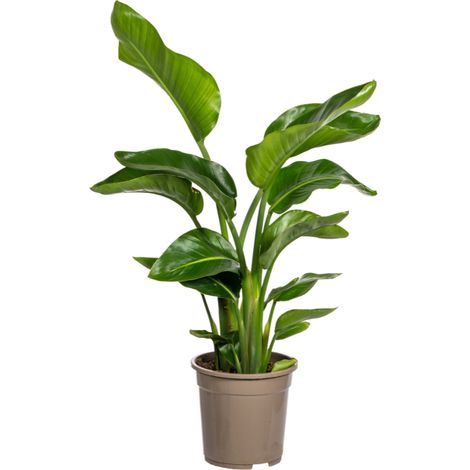 Strelitzia Nicolai Oiseau de Paradis Géant Plante d'Intérieur Verte Ø21 cm H 90-110 cm - PANGIVO (1/5)