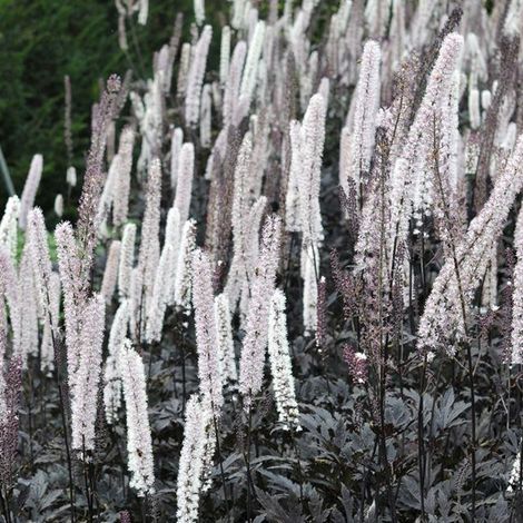 4 x Bugbane - Actaea simplex 'Brunette' - godet 9x9 cm (1/5)