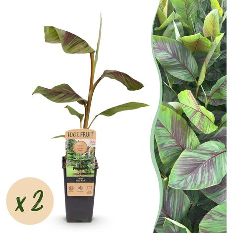 Lot de 2 Bananiers Musa Ever Red Plantes Fruitières Rustiques Vert et Rouge Pot 15cm Hauteur 50cm - PANGIVO (1/4)