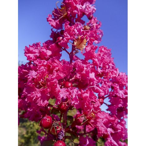 Lilas des Indes 'Souvenir d'André Desmartis' Pot de 3L/4L