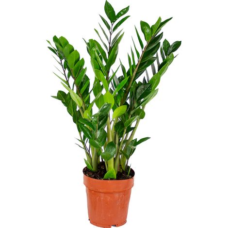 Bloomique - Zamioculcas Zamiifolia - Plante ZZ - Plante d’intérieur - Dépolluante - Très facile d’entretien - Hauteur 50-60 cm - Pot 17 cm