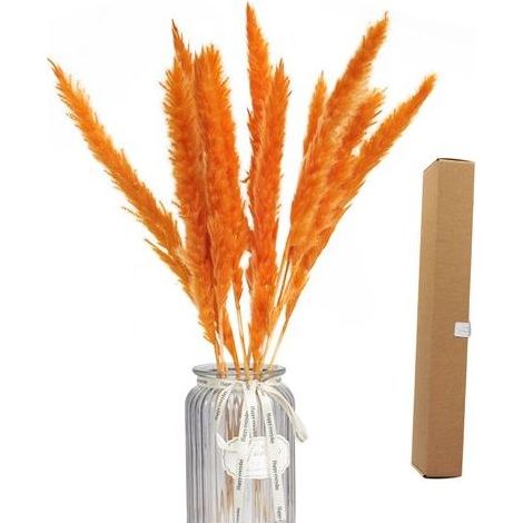 Herbe de Pampa Séchée Naturelle - Bouquet Décoratif pour Décoration d'Intérieur Boho (1/5)