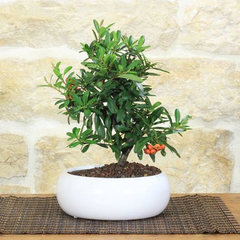 Bonsai di Pyracantha in ciotola bassa - bacche arancioni (1/5)