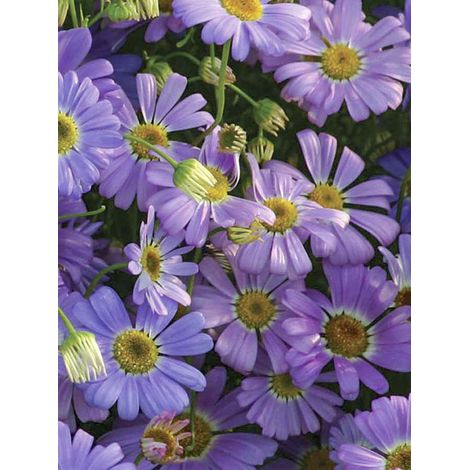 Brachycome à feuilles d'iberide 'Little Missy' le sachet de 950 graines (0,25g) (1/2)