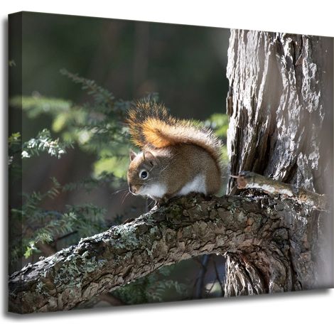 Leinwanddruck Tiere Eichhörnchen 50x40 cm