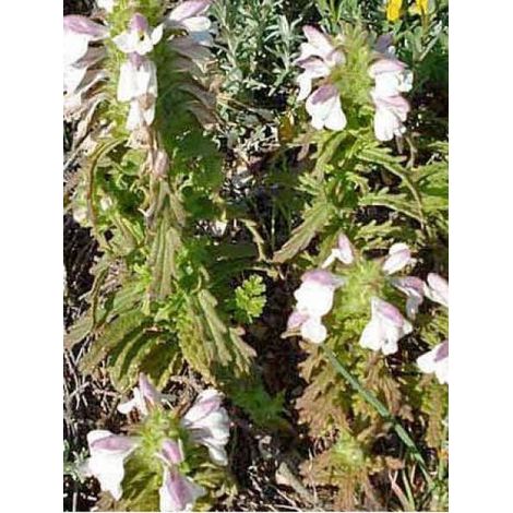 Germandrée petit chêne 'Alba' Godet de 8/9 cm