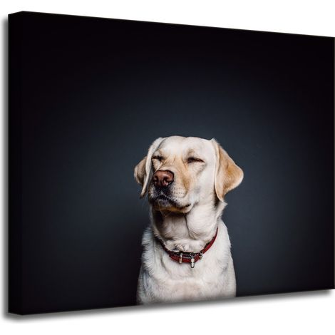 Leinwanddruck Tiere Hund Schwarzer Hintergrund 50x40