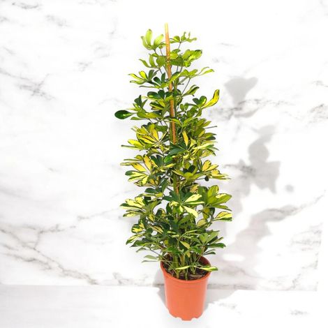 Gardenaria Schefflera arboricola 'Gold capella' alberello - Pianta da interno ornamentale - Altezza: 130 cm (vaso 30) (1/5)