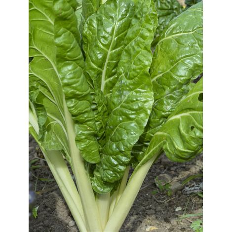Bette à carde 'Verte à carde blanche 2' le sachet de 150 graines environ (2.9g)