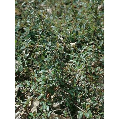Cotonéaster de Dammer 'Eichholz' Pot de 1L/1,5L (1/2)