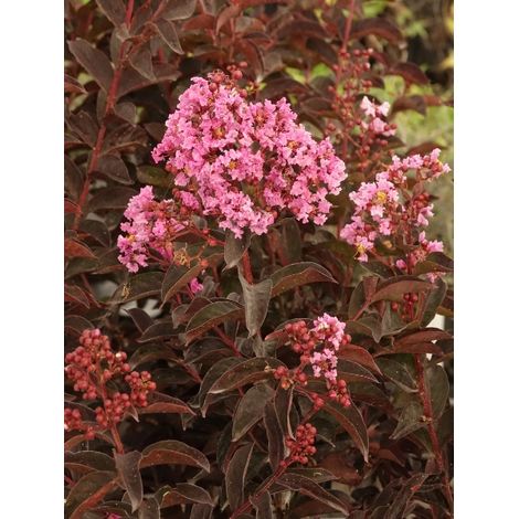 Lilas des Indes 'Black Solitaire Shell Pink' Pot de 3L/4L