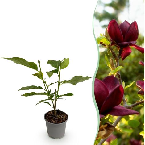 Magnolia Genie Arbuste Ornemental Fleurs Violettes pour Jardin et Balcon Pot 12cm Hauteur 30cm - PANGIVO (1/5)
