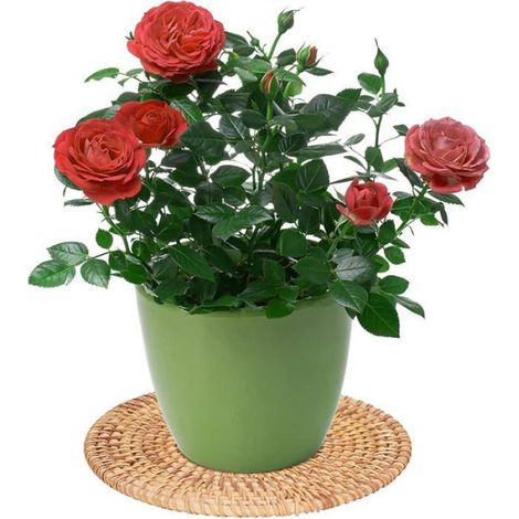 Set De Table Rond - Rotin Naturel Tissé À Main - Pour Protection Thermique Contre Casseroles Et Poêles - Diamètre 16 Cm (1/4)
