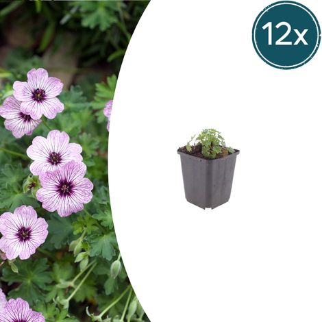 Lot de 12 Géraniums Vivaces Ballerina Rose Pâle - Geranium Cinereum - Pot Ø 9 cm - H 10-25 cm - PANGIVO (1/5)