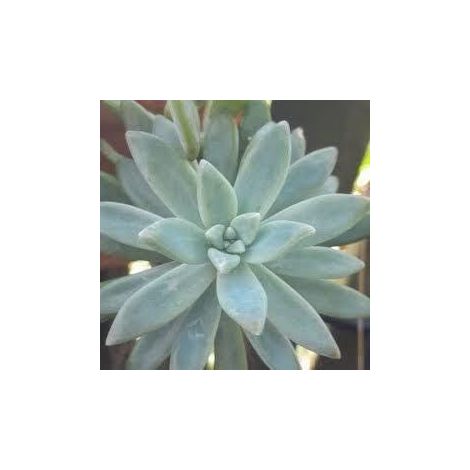 2 cuttings - Dudleya greenei  Succulent