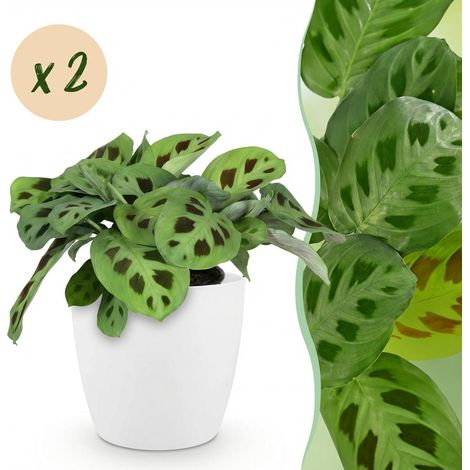Lot de 2 Plantes d'Intérieur Maranta Fascinator Kerchoveana Plante Zèbre avec Pots Blancs 25 cm - PANGIVO (1/5)