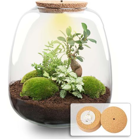 Terrarium de Plantes DIY Kit Complet avec LED Ficus Ginseng et Fougère Ø 23 x 25 cm - PANGIVO