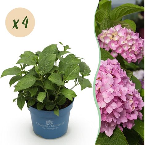 Hortensia Endless Summer The Original Pink - Lot de 4 Plantes Rustiques Rose - Pot 14 cm - PANGIVO (1/5)