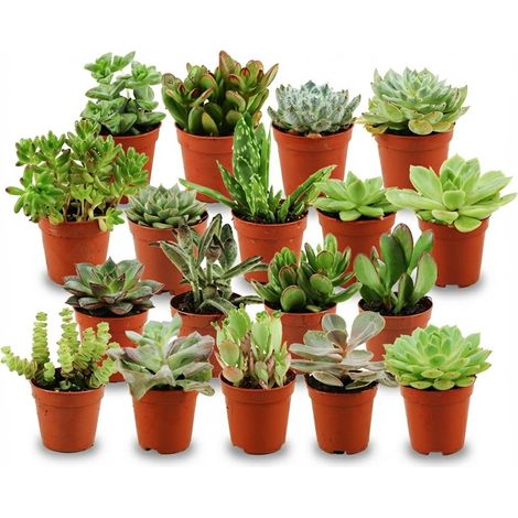 Mélange de 18 Mini Succulentes et Plantes Grasses Variées, Pot Ø 5,5 cm, Hauteur 5-10 cm - PANGIVO (1/4)